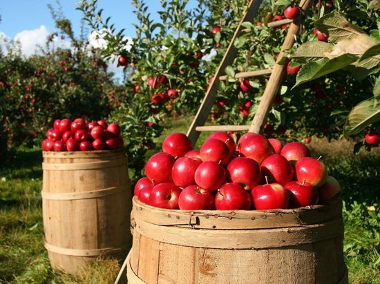 Южноуральские садоводы могут сдавать излишки яблок и картофеля кооперативам