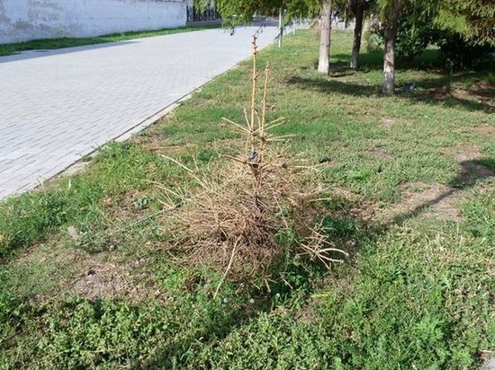 Омский дендролог прокомментировал ситуацию с засохшими деревьями у Музтеатра