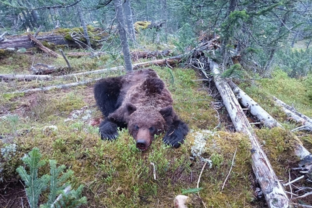 чем убить медведя в раст фото 83
