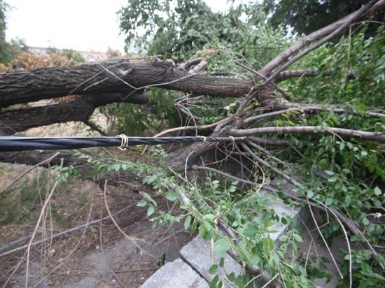 В Волгограде из-за сильного ветра на 7-летнюю девочку упало дерево