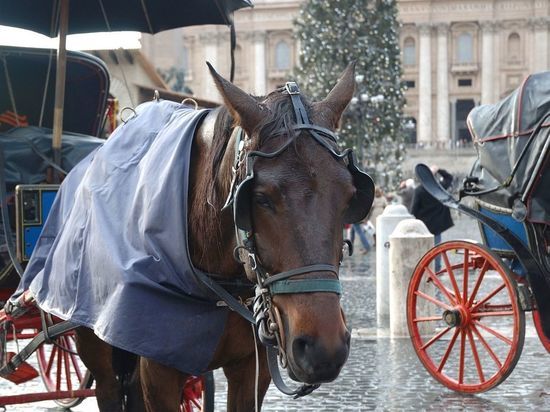 Петербургская активистка предложила план спасения лошадей от участи «карусели для пьяных»