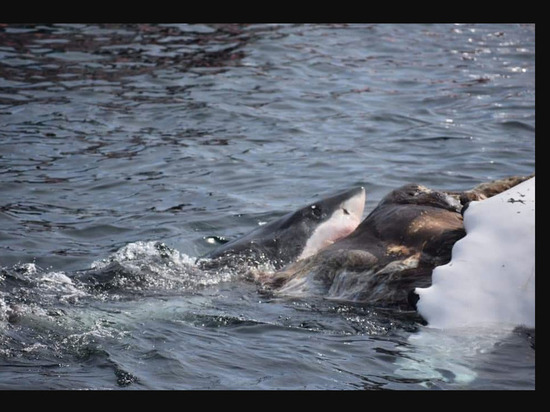 Американец снял на видео белых акул, которые съели кита