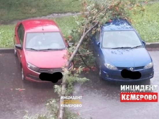 Дерево рухнуло на припаркованные машины из-за сильного ветра в Кемерове