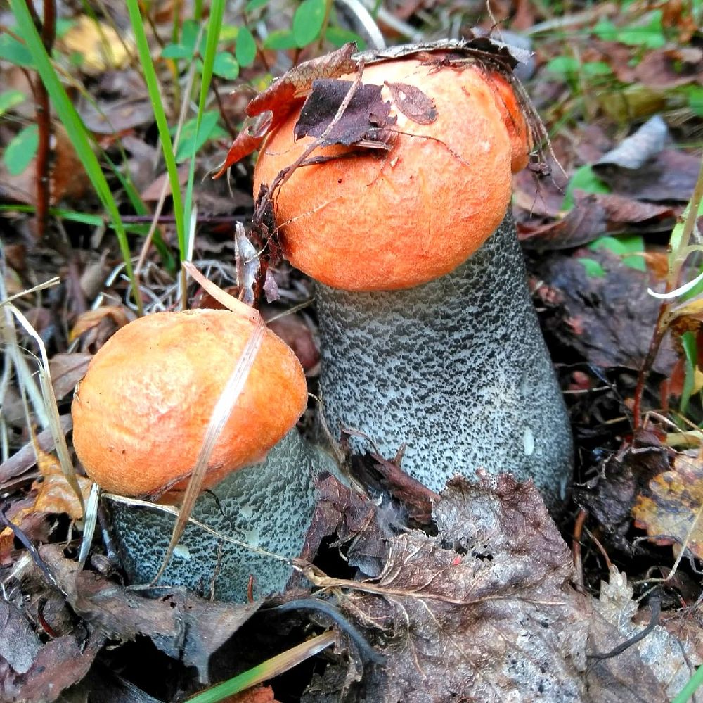 Огромные грибы и целые ведра ягод: ямальцы хвастаются урожаем