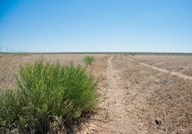 В Астраханской области решают вопросы опустынивания почв