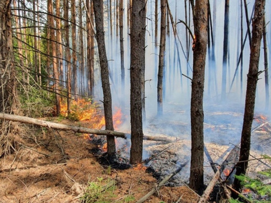 Еще один лесной пожар произошел на территории Удмуртии
