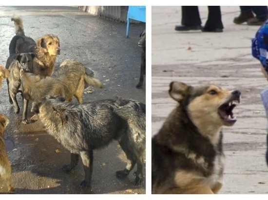Полиция призывает жителей Надыма не гладить диких и чужих собак