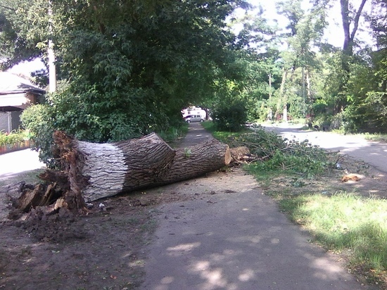 В Каменске-Шахтинском возле пешеходной дорожки упало огромное дерево