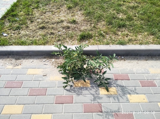 В Шилове Рязанской области на тротуаре выросли помидоры