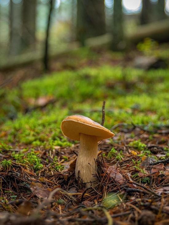В Смоленской области двух заблудившихся в лесу грибников благополучно нашли