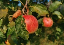 «Ясная Поляна» приглашает туляков на «Яблочную историю»