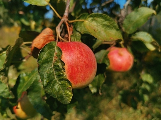 Туляков приглашают на "яблочный праздник" в музей-усадьбу "Ясная Поляна"