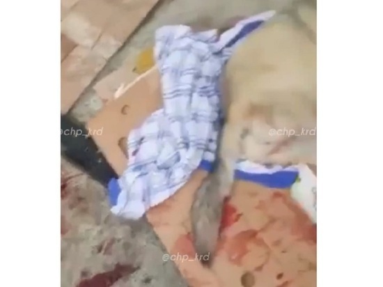 Соцсети: жители Сочи требуют правосудия в отношении мужчины, до смерти забившего собаку битой