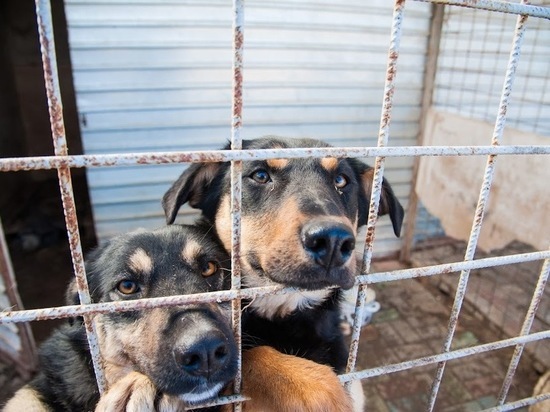 В Астрахани открылся новый питомник для бездомных собак