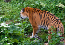 В Хабаровском крае тигр ночью похитил человека