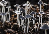 Управление Роспотребнадзора по НСО выпустило рекомендации о том, как правильно собирать грибы