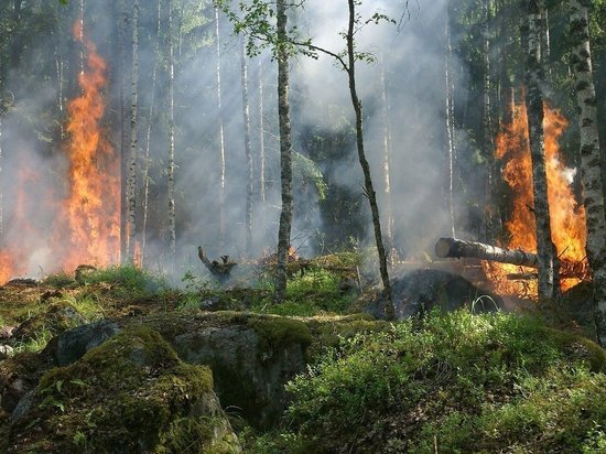 Синоптики рассказали об обострении ситуации с лесными пожарами в нескольких регионах страны