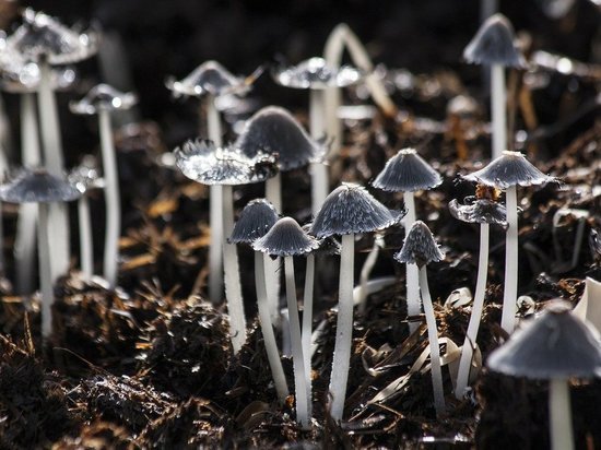 Роспотребнадзор дал новосибирцам советы по безопасному сбору грибов