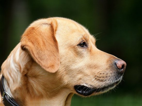 В Австралии из-за коронавируса застрелили группу собак-спасателей