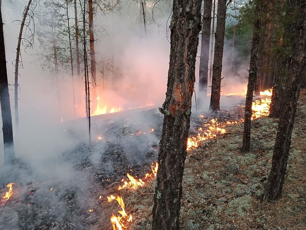К ночи 22 августа огонь уничтожил и повредил 1341 гектар леса в Марий Эл