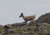 В июне-июле этого года в Алтайском заповеднике прошла экспедиция с целью изучения и охраны лесного подвида северного оленя