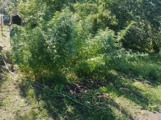 Житель поселка Сараи Рязанской области вырастил на участке 53 куста конопли