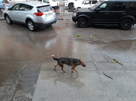 В Саратове начался дождь