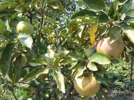 На Ставрополье ожидают двукратный рост урожая яблок