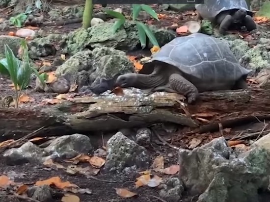 Аномалия: Гигантская травоядная черепаха, откусившая голову птенцу, попала на видео
