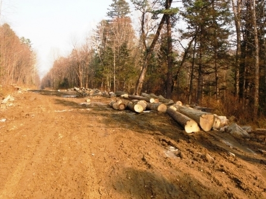 Молодежь в Хабаровском крае привлекают в лесную отрасль перспективами и высокой зарплатой