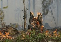 В Башкирии потушили 12 очагов лесных пожаров, появилось еще десять