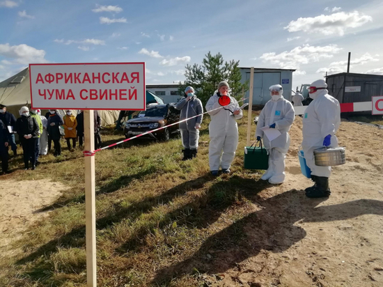 В трупах свиней, найденных в Амурском районе Хабаровского края, нашли геном вируса