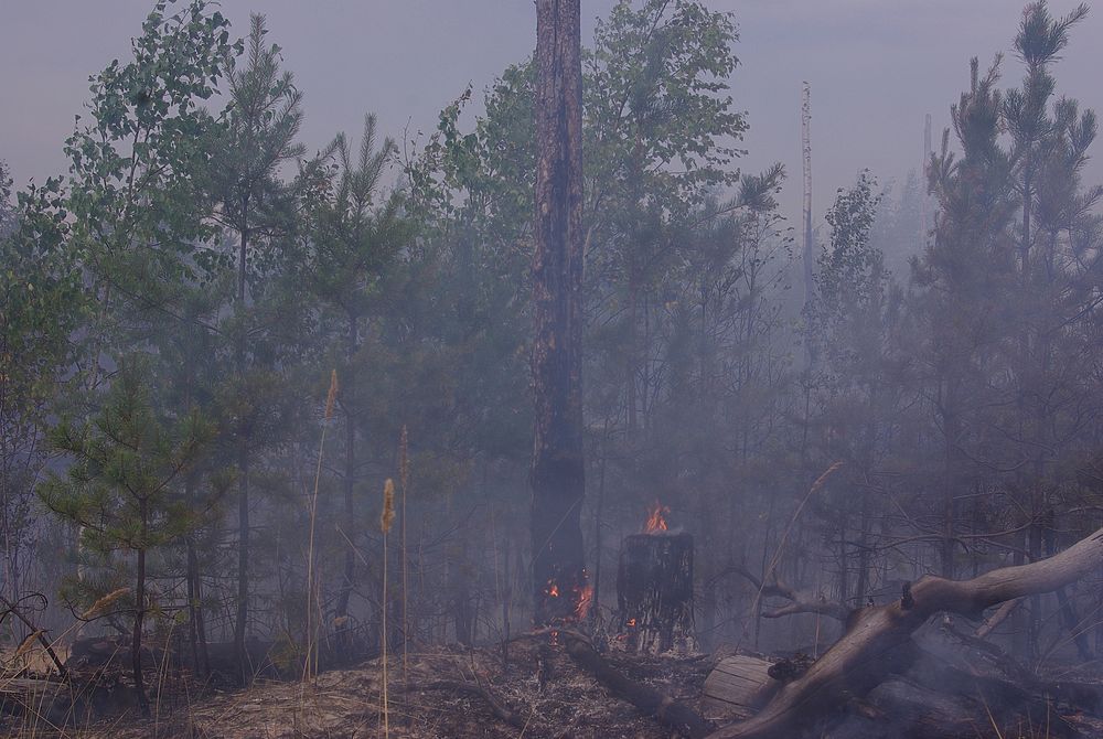 Глава Марий Эл поставил задачу справиться с лесным пожаром к 1 сентября