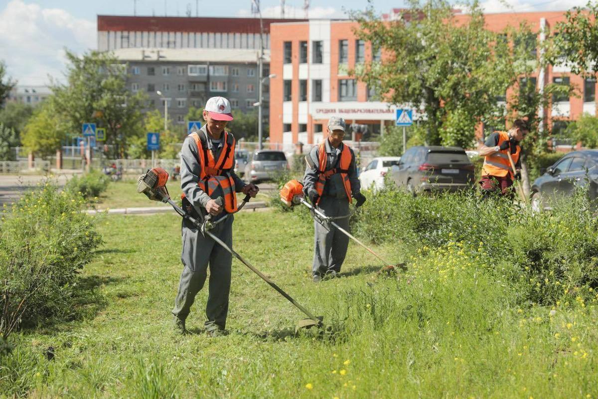 Мэр Улан-Удэ распорядился очистить город от зарослей - МК Улан-Удэ