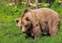 Огромный медведь, расправившейся с домашним скотом в в 100 метрах от жилого дома в деревне Королевка, ушёл вглубь тайги в Новосибирской области