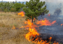 За день в Башкирии появилось пять новых очагов лесных пожаров