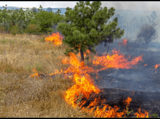 За день в Башкирии появилось пять новых очагов лесных пожаров