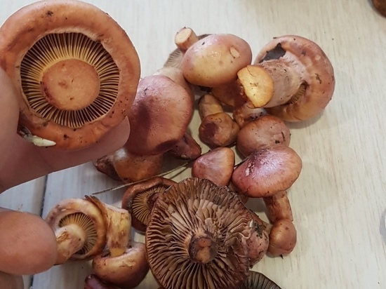 Редкие розовые грибы выросли в лесах Новосибирска в конце августа