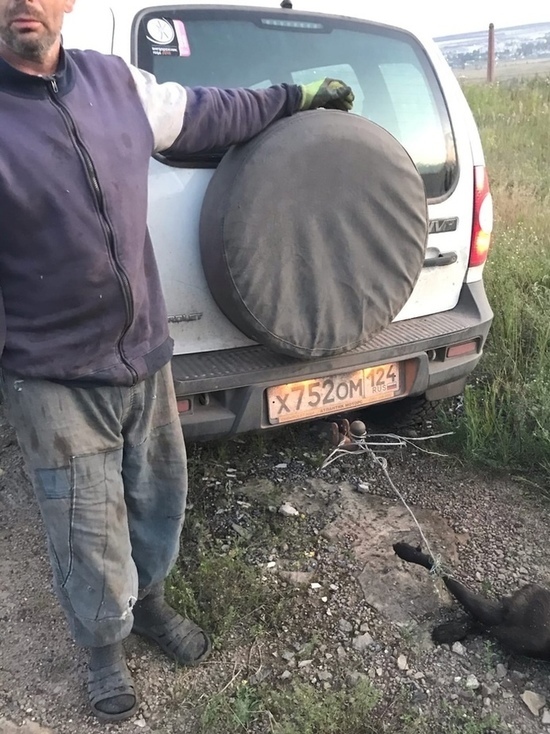 Полиция проверяет жителя Красноярского края, который возил труп собаки по дороге