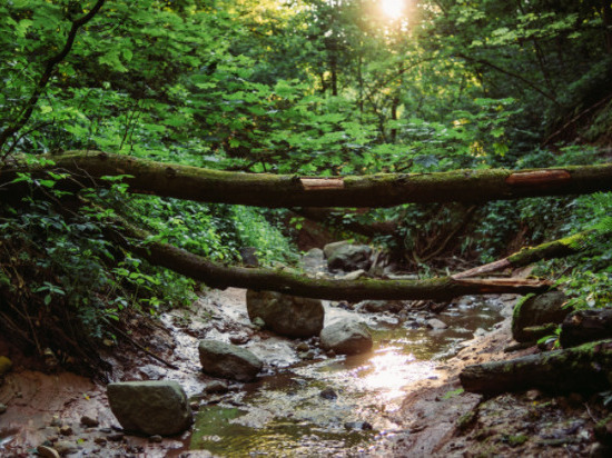 Проекту "Рачевский парк" нужна помощь смолян