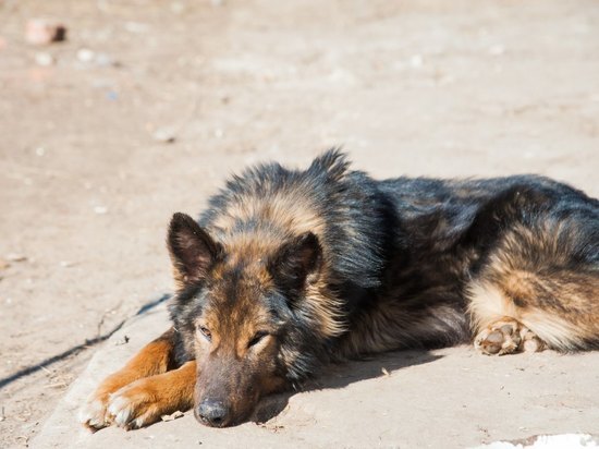 В Волгограде обнаружили захоронение бездомных собак с бирками