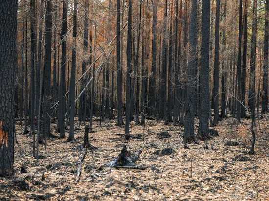 Лесовосстановление вблизи карельского поселка Найстенъярви начнется с вырубок