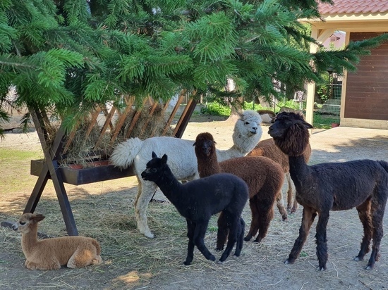 Южноамериканские альпаки прижились в монастыре Верхотурья
