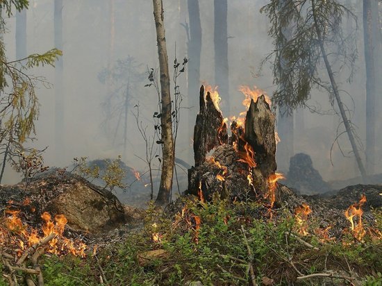 Читинец осужден за лесной пожар с ущербом более 700 тыс рублей