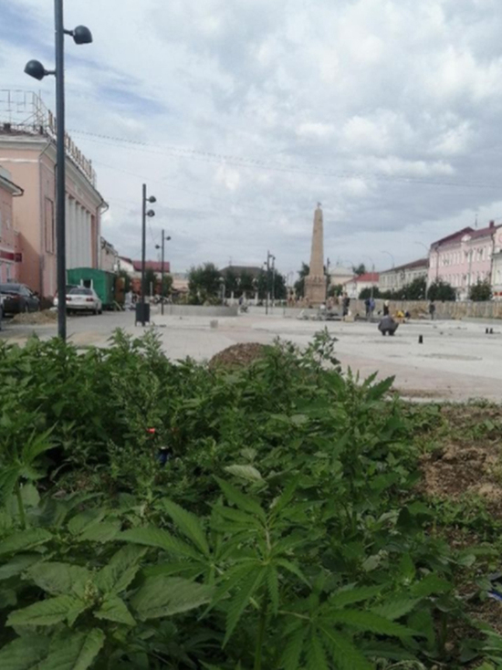 На клумбе в центре Улан-Удэ выросли кусты конопли
