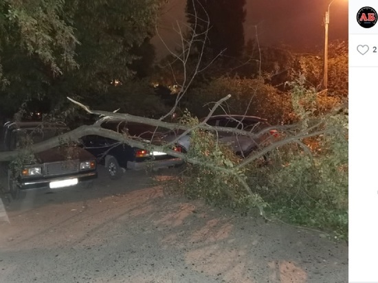 В Белгороде дерево упало на несколько автомобилей