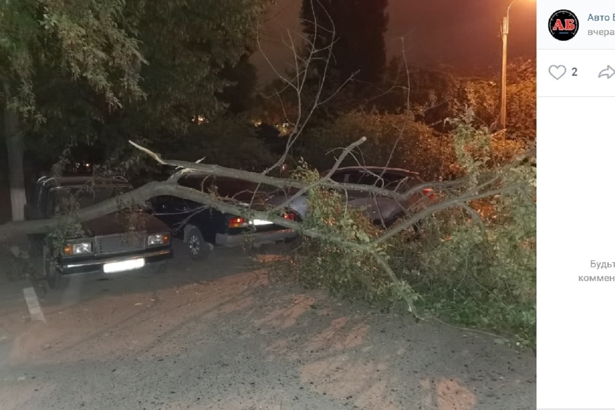 В Белгороде дерево упало на несколько автомобилей - МК Белгород