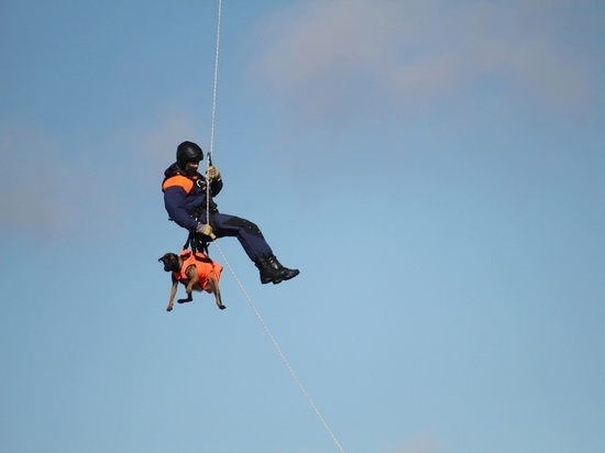 Новгородские спасатели показали, как их отважные собаки прыгают с парашютом и спускаются с вертолета