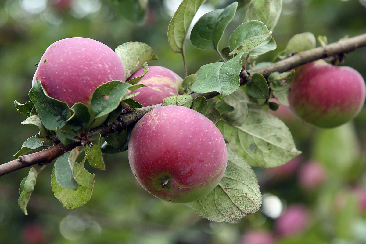 Болезни и вредители яблони: фото, описания, способы борьбы