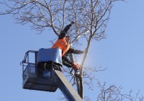 Барнаульские «озеленители» потратили за последние полтора года 1,066 млн рублей на обрезку и ликвидацию деревьев в городе